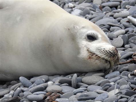 Crabeater seals and their mysterious attraction to the Hutt River (the ...