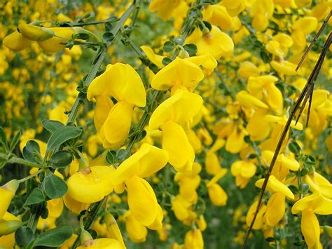 Cytisus scoparius - Krachtigeplanten.nl van Plantaardigheden.nl