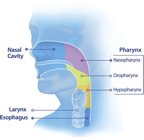 The pharynx: examination of an area too often ignored during upper ...