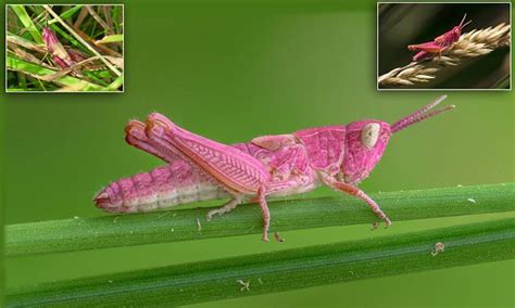 Stunning images show a rare pink grasshopper in Suffolk | Daily Mail Online