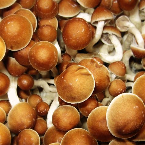 What You Need To Know About Ape Mushroom Spores? - Serving Food That Rocks