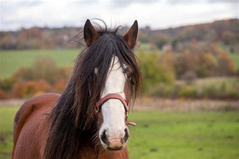 15 Popular Draft Horse Breeds