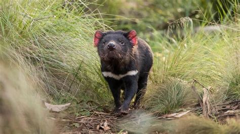 Proponent of Robbins Island wind farm asked to detail plan to offset loss of Tasmanian devil ...