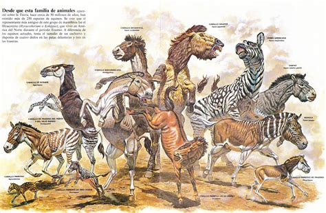 Koprolitos: ZOOBOOKS: Antepasados de las jirafas y los équidos