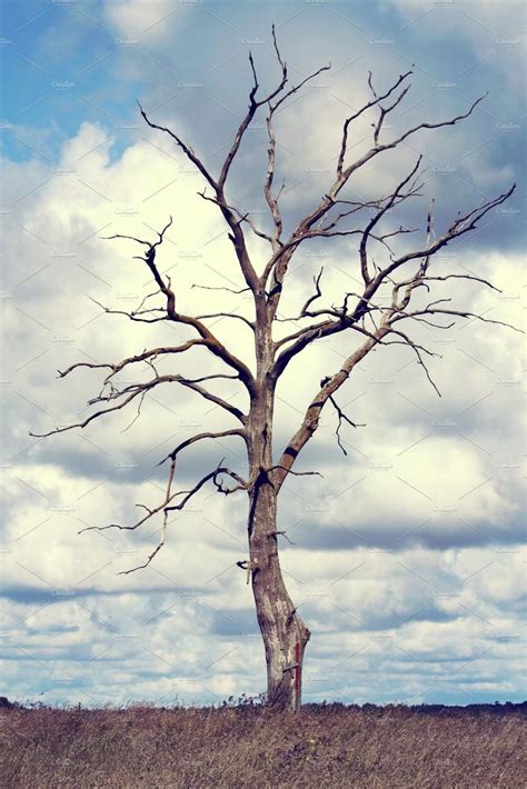 Dry Tree, Growth And Decay, Tree Study, Nature Projects, Orange ...