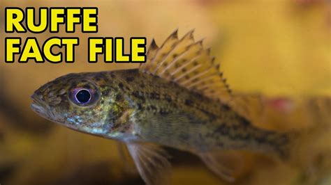 Ruffe: Fact File (British Wildlife Facts) - YouTube