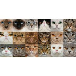 What breed of cat are you based on your personality? - Quiz | Quotev