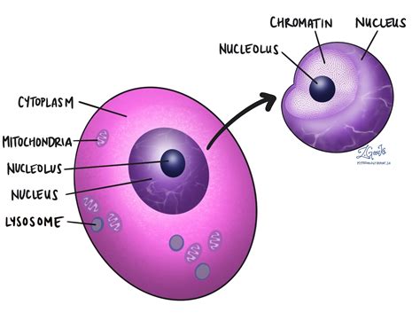 Nucleus - MyPathologyReport.ca