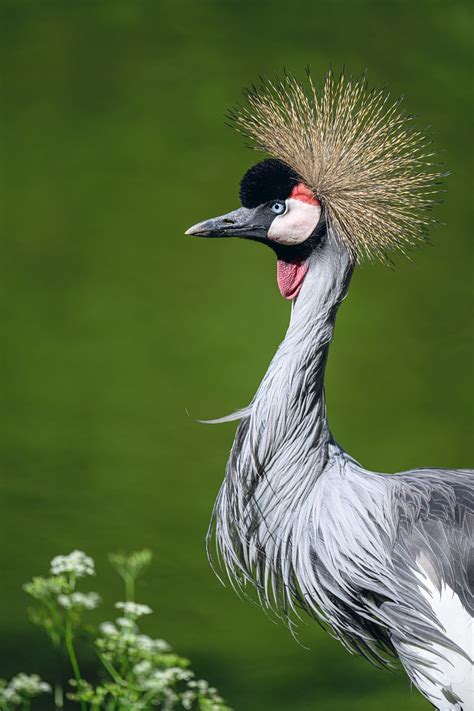 Grey Crowned Crane Bird Animal - Free photo on Pixabay - Pixabay
