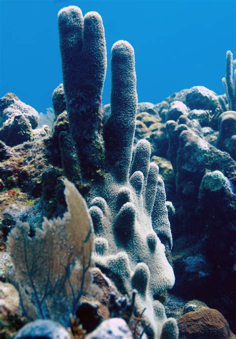 an underwater view of some corals and seaweed