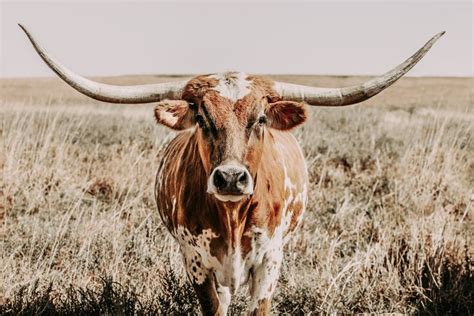 Longhorn Cow Print or Longhorn Canvas Print. Western Home - Etsy | Cow ...