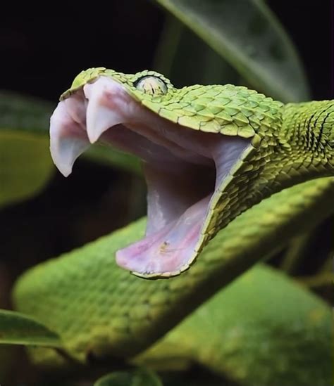 Snake Eating Another Snake Tumblr