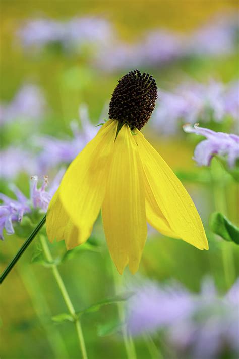 Yellow Coneflower Photograph by Dale Kincaid | Fine Art America