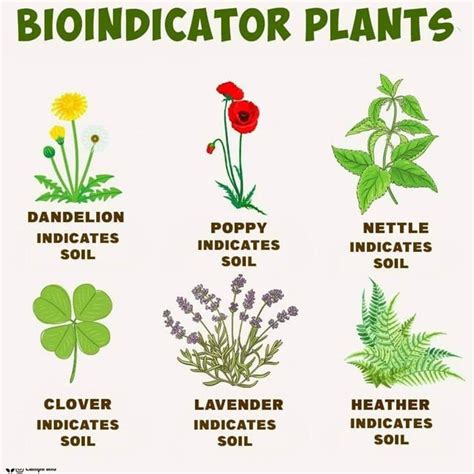 BIOINDICATOR PLANTS : r/TonyZaretOfficial