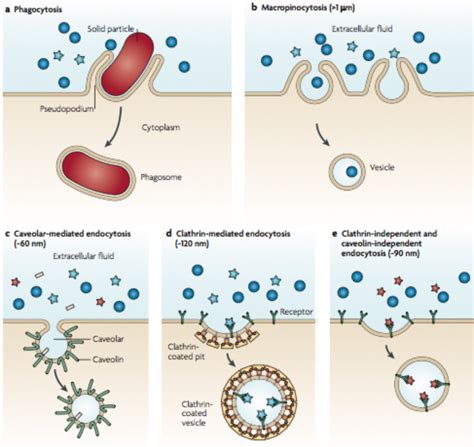 Representative endocytosis mechanisms of nanoparticles. (a) Large... | Download Scientific Diagram