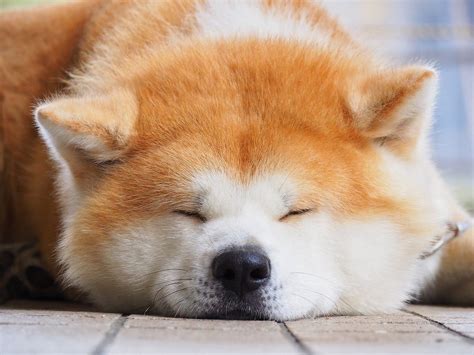 Akita & Shiba Inu. Inu means “dog” in Japanese, so I am… | by Amelia ...