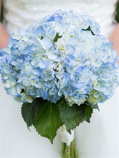 Hydrangea Bridal by Leo's Metropolitan Florist