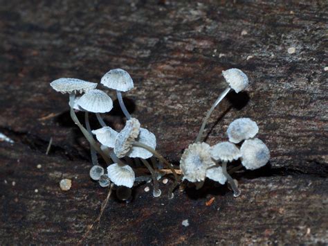 Mycena interrupta | Pixie's Parasol Mycena interrupta growin… | Flickr