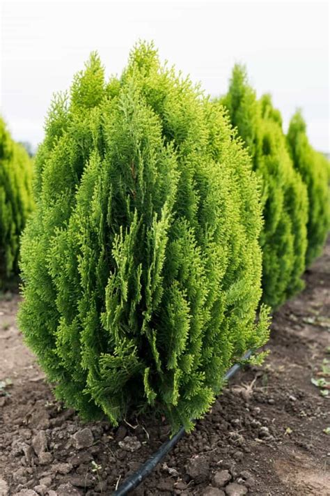 Top 14 Dwarf Evergreen Trees for Your Garden