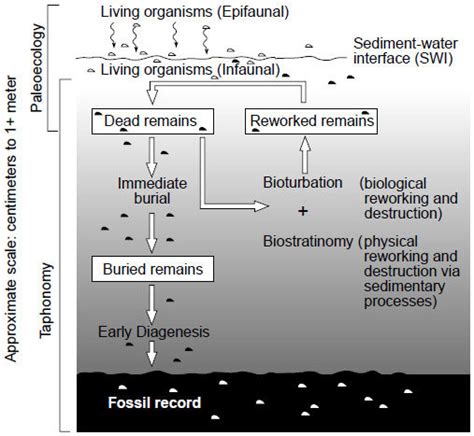 The processes of taphonomy on paleoecology-note the dynamic recycling of | Download Scientific ...