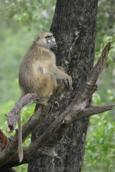 Papio ursinus Pictures, Chacma Baboon Images, Nature Wildlife Photos | NaturePhoto