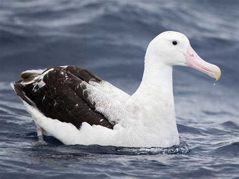 Wandering Albatross (Diomedea exulans) by JJ_Harrison. | Sea birds, Pretty birds, Albatross