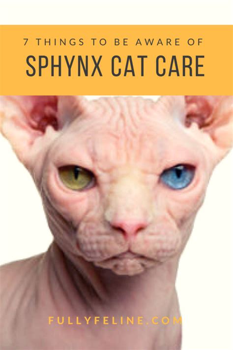 Sphynx Cat Care: 7 Things To Be Aware Of Before Adding One To Your Family