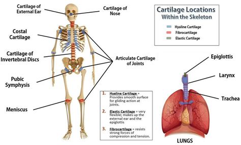 BONES AND SKELETAL TISSUES - SCIENTIST CINDY | Hyaline cartilage, Skeletal, Costal