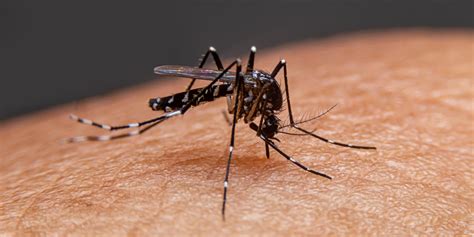 7 Facts About Mosquitoes