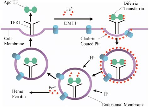 iron metabolism and infections : r/microbiology