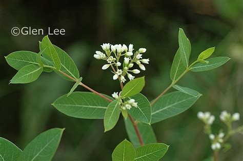 Apocynum cannabinum photos Saskatchewan Wildflowers