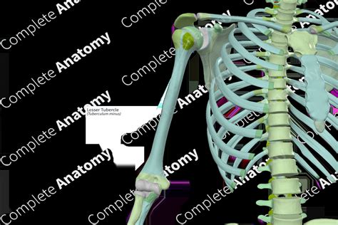 Lesser Tubercle | Complete Anatomy