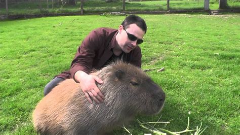 Making Friends with a Capybara - YouTube