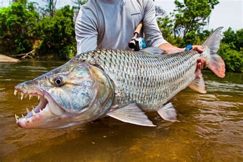 Goliath Tigerfish in 2020 | Sea creatures, Creatures, Goliath