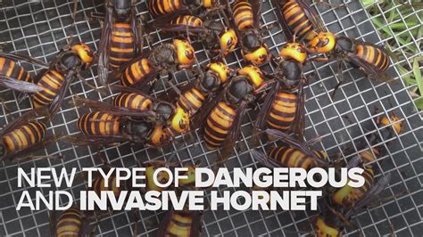 Murder hornet vs. cicada killer wasp: What is the difference | kvue.com