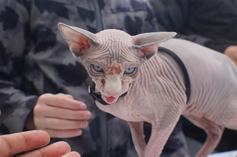 200+ Hairless Cat Names: The Best Names for Your Hairless Kitty