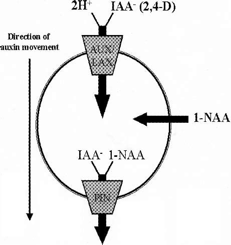 Cellular mechanism of auxin transport. The auxins 2,4-D and IAA can... | Download Scientific Diagram