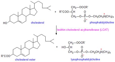 Cholesteryl ester - Alchetron, The Free Social Encyclopedia