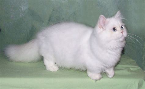 The Most Adorable Munchkin Cat Breeds