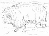 Realistic Musk Ox coloring Page  ColouringPages sketch template