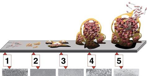 How to remove biofilm - TechNotes – Critical Cleaning Advice from ...