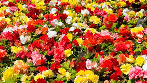 How To Keep Begonias Over Winter - #1 Best Tips!