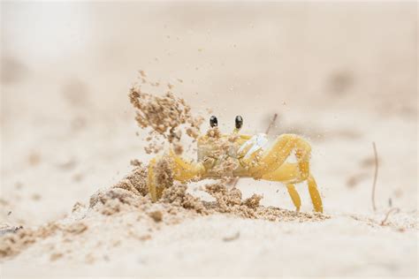 Atlantic Ghost Crab | Sean Crane Photography