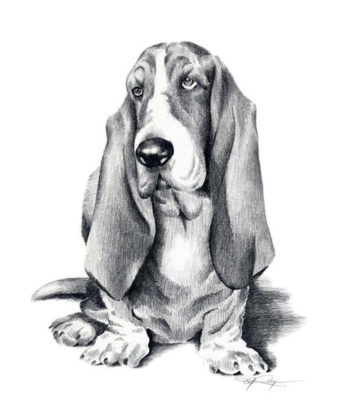 BASSET HOUND Dog Drawing Art Print by Artist DJ Rogers - Etsy | Dog print art, Basset hound art ...