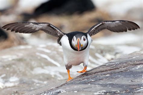 Happy Feet? | Puffin at Staple Island UK. | Aland | Flickr