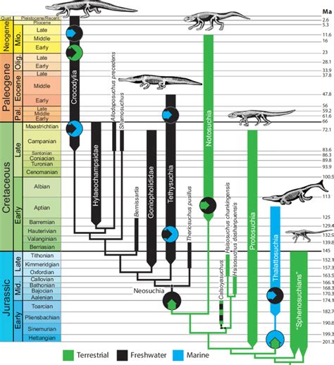 Phylogenetic and temporal pattern of habitat shifts within... | Download Scientific Diagram