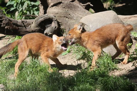 Dhole pups play fighting | Zoo Magdeburg: Dhole pups | Flickr