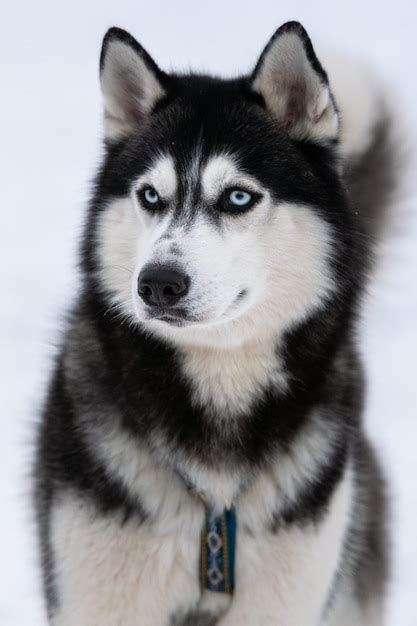 Premium Photo | Husky dog portrait, winter snowy background. funny pet on walking before sled ...