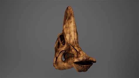 3D Corythosaurus Skull - TurboSquid 1980088