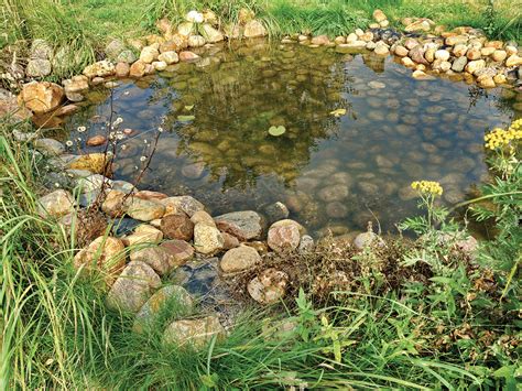 How to Build a Frog Pond in Your Backyard